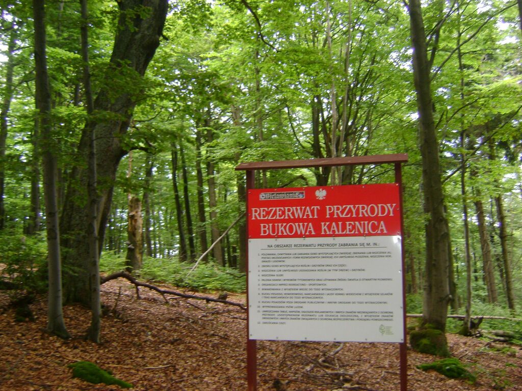 Rezerwat Bukowa Kalenica na zboczu Kalenicy w Górach Sowich